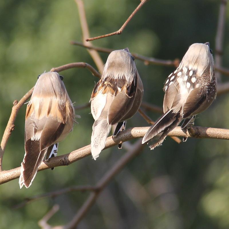 2PCS Feather Bird Imitation Sp - Christmas Tree Artificial review and price